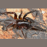 Ariadna corticola